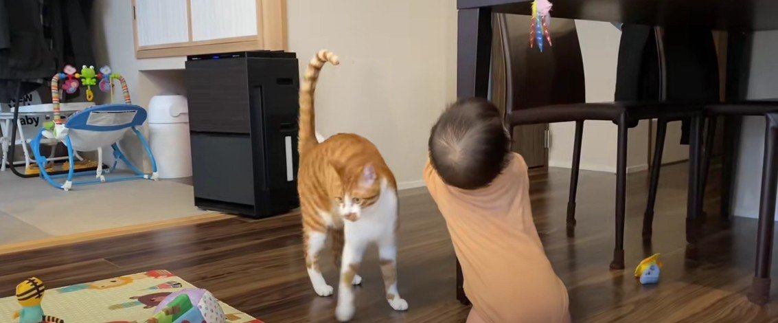おもちゃを取ろうとする赤ちゃんと猫