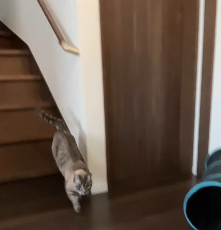 階段を駆け下りる猫