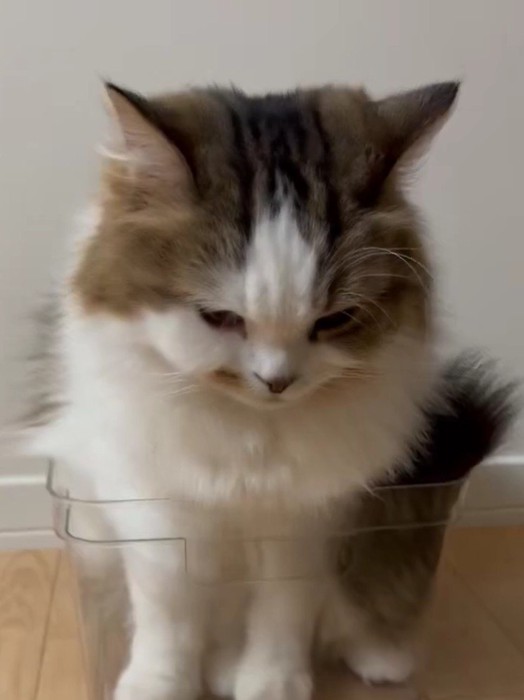 ケースに入る猫