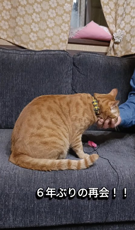 アゴを撫でられている猫