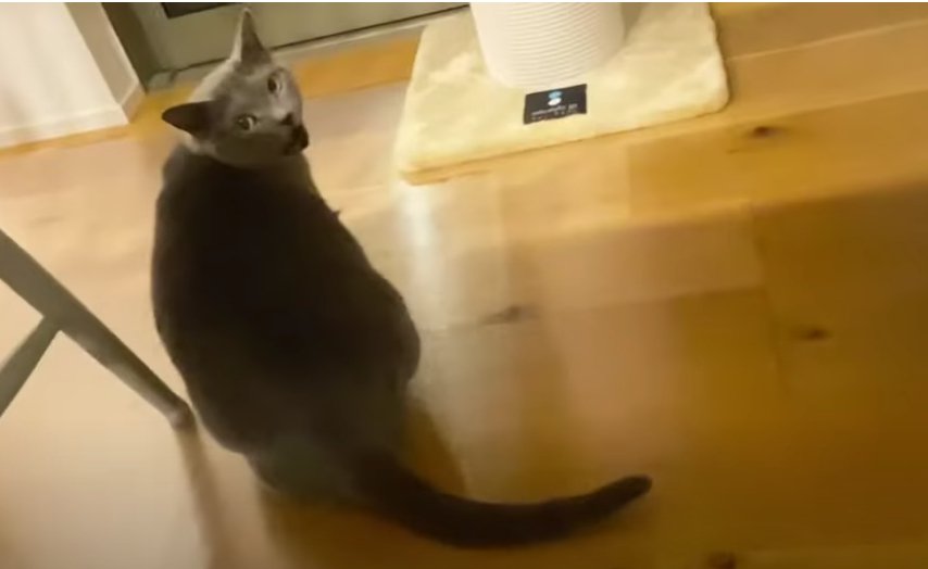 後ろを振り向くロシアンブルー