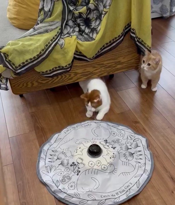 おもちゃを見ている猫と顔を上げている猫