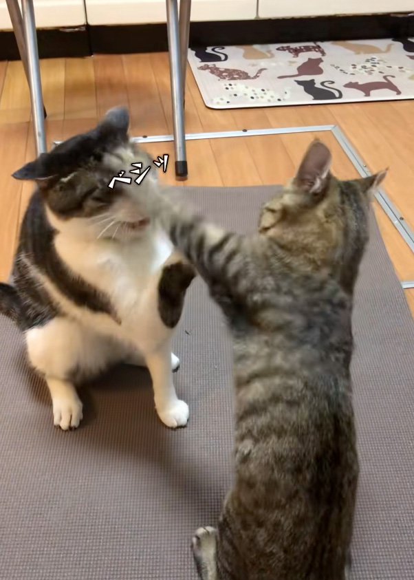攻撃する猫