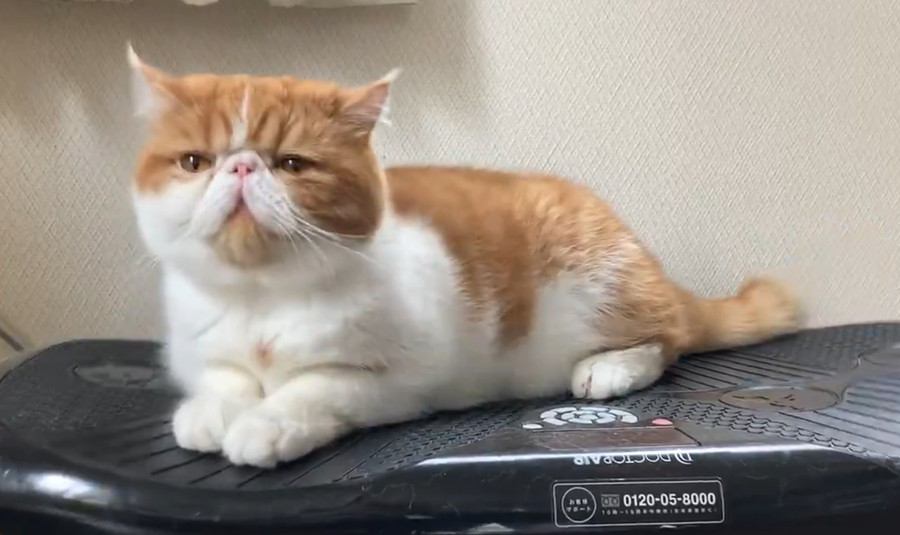 マシンに乗っている猫