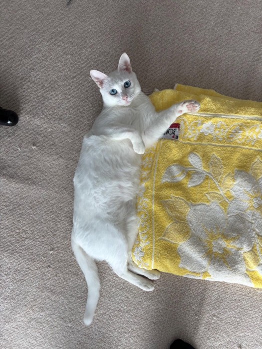 タオルのそばに寝そべる白猫