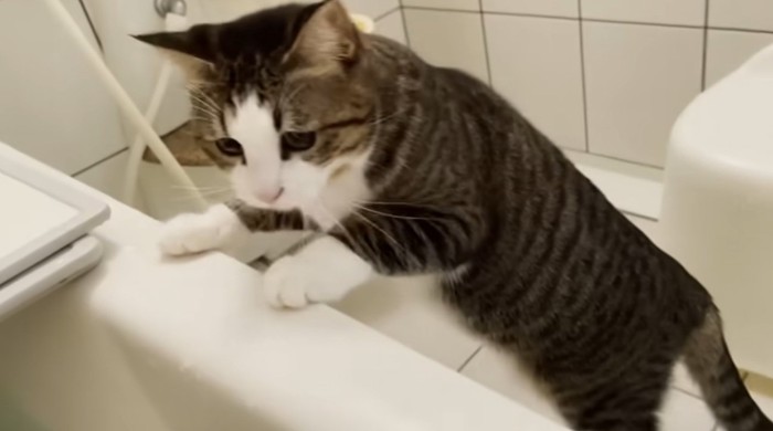 お風呂にはいっている人間を見ている猫
