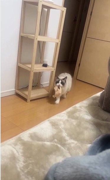 おもちゃを咥えて歩いている猫