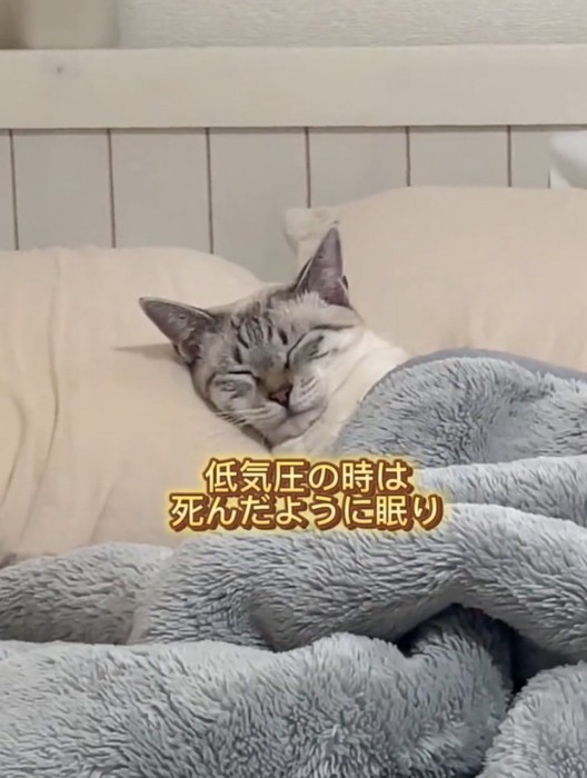 ベッドで眠る猫