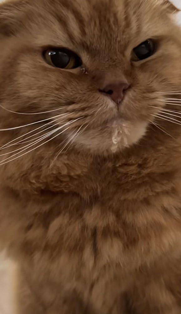 ドアップの猫の写真3