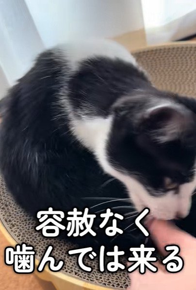 指を噛もうとする猫