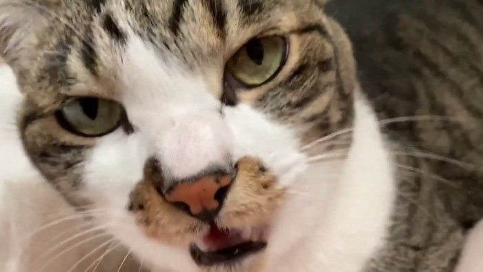 口を開ける猫