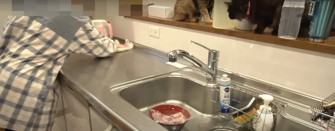 台所のカウンターの上にいる猫