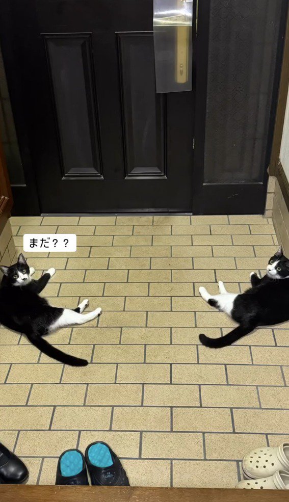 カメラを見上げる2頭の猫