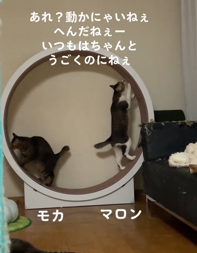 別々の動きをする2匹の猫