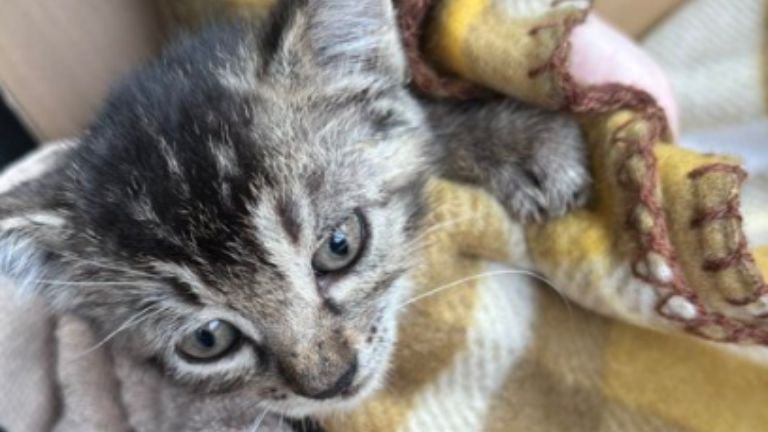 抱かれている子猫