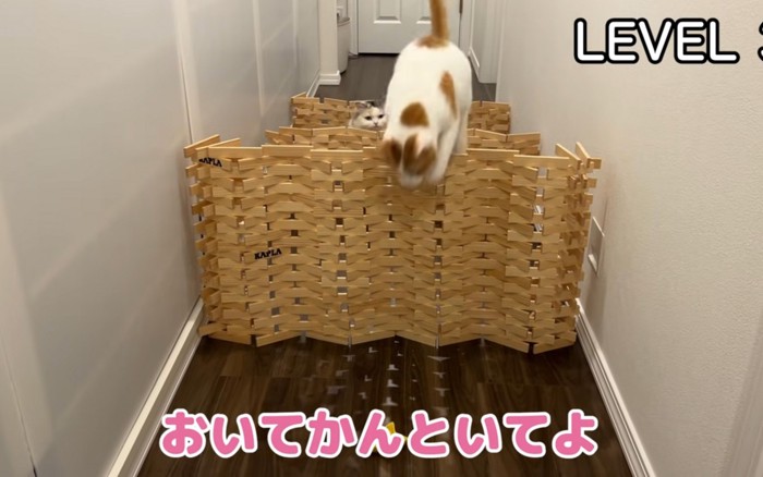 越える猫