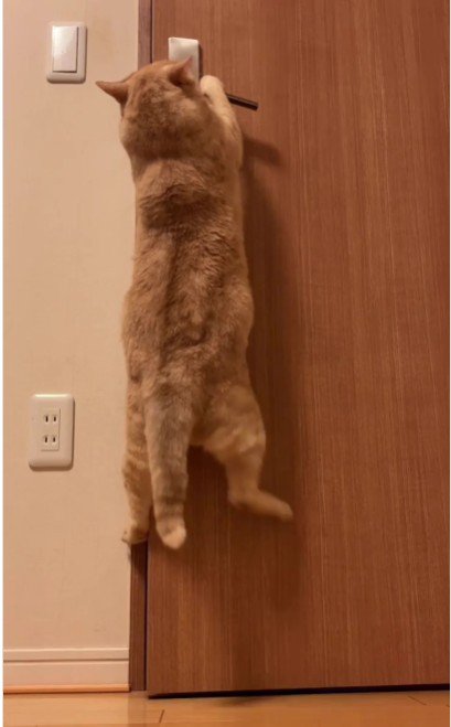 扉を開けている猫