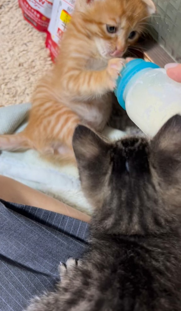 哺乳瓶でミルクを飲む子猫とそれを見ている子猫