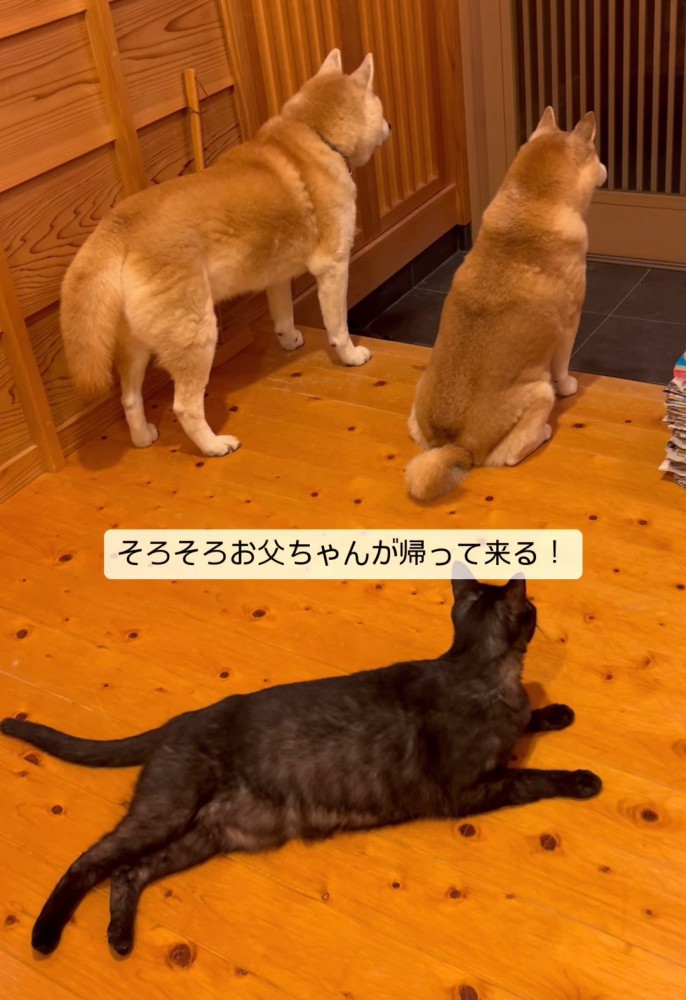 玄関を見る犬と猫