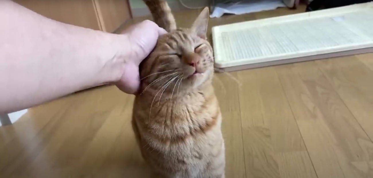 人に撫でられている猫