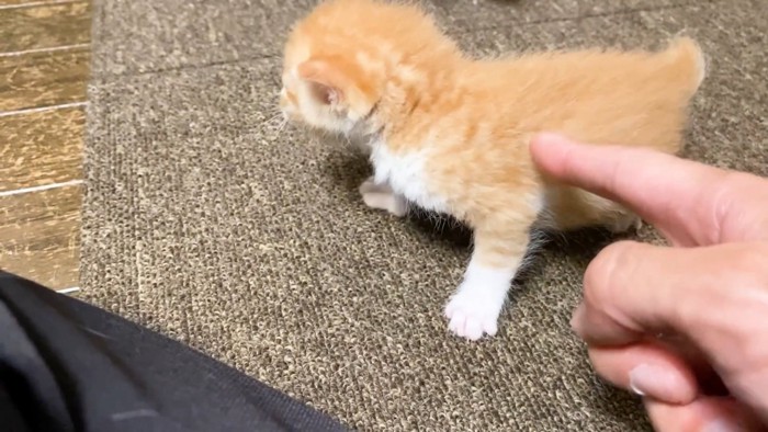 飼い主のもとへ