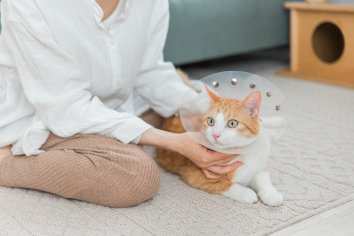 エリザベスカラーをつけた猫と飼い主の女性