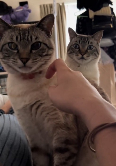 飼い主さんを見る2匹の猫