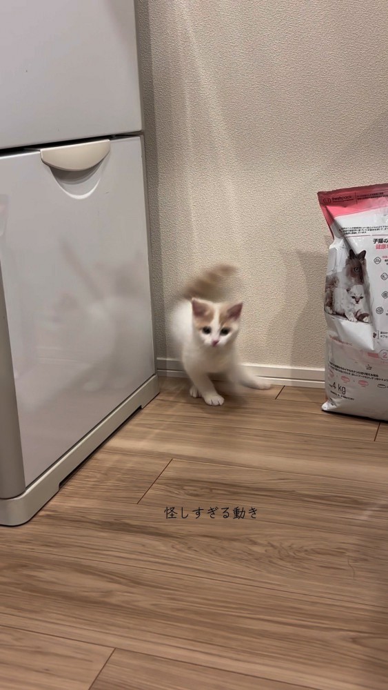 隙間から走って飛び出すおもちちゃん