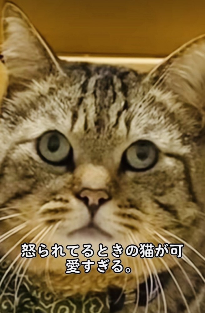 飼い主に叱られるキジトラ猫