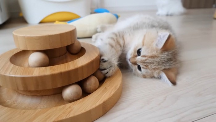おもちゃで遊ぶ子猫