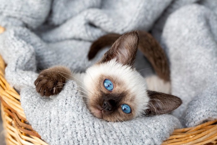 シャムの子猫