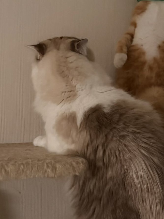 先輩猫の後ろ姿と壁際にいる後輩猫