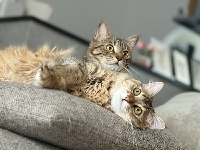 ルルちゃんとララちゃん