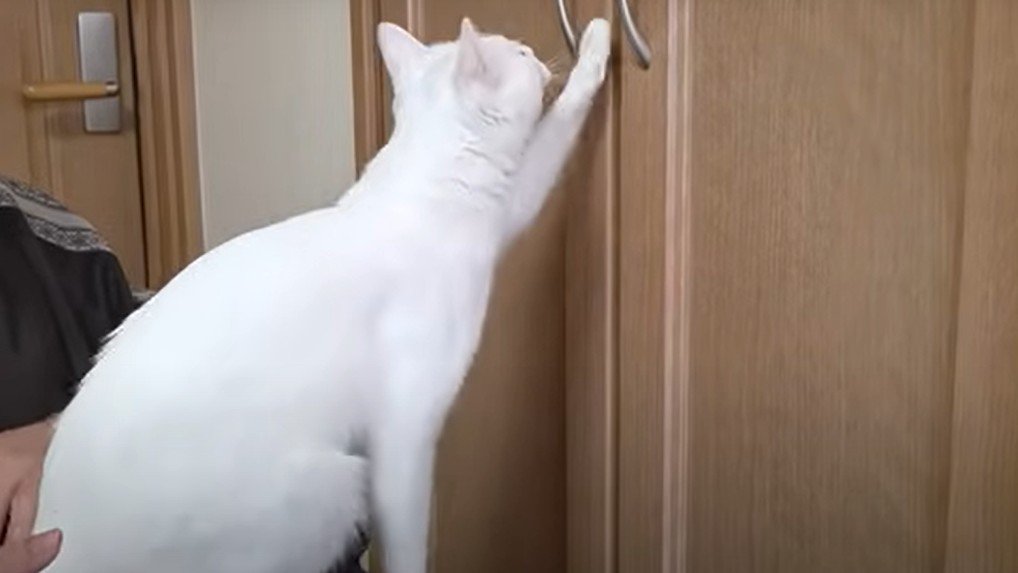 扉をひっかく猫