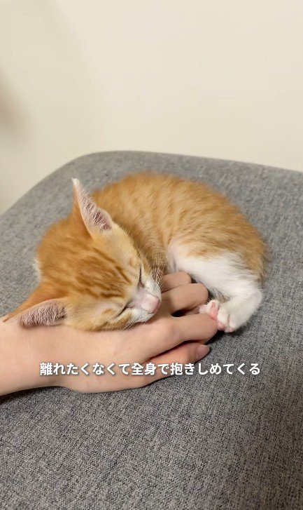 手の上で眠る子猫