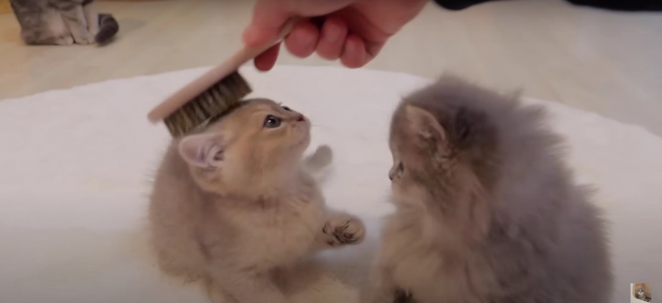 ブラシをかけられている2匹の子猫%なんでもおもちゃになる年頃