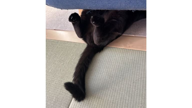 ソファの下にいる猫