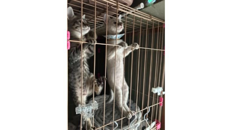 ケージの中の子猫
