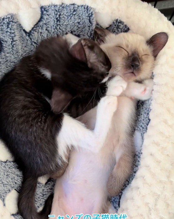 何をされても起きないジェムくん