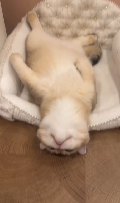 へそ天する猫