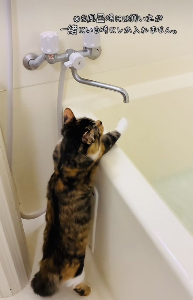 つま先立ちで蛇口から出るお湯に触る三毛猫