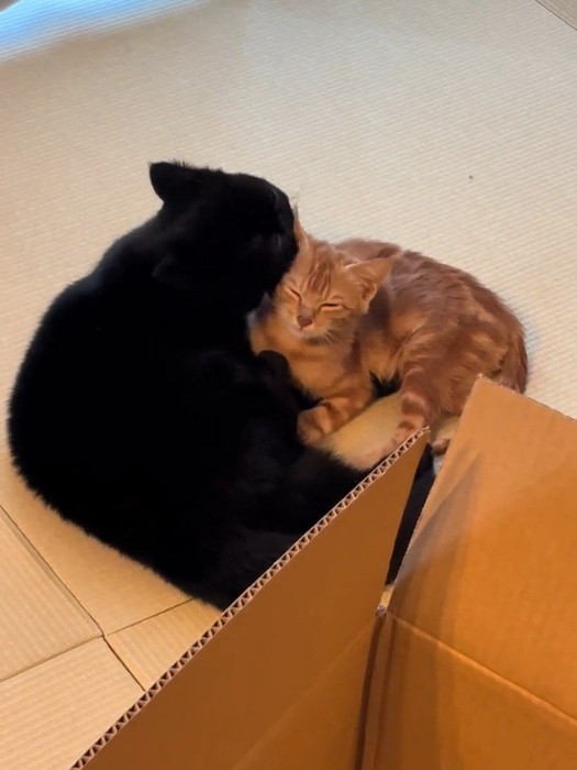 毛づくろいされる子猫