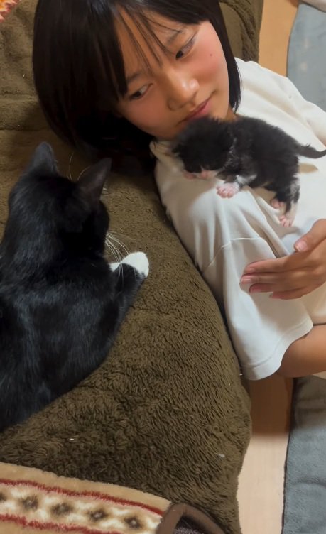 女の子の肩につかまっている子猫