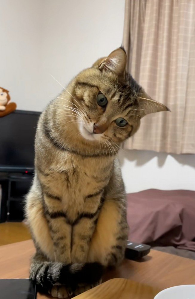 机の上にいる猫