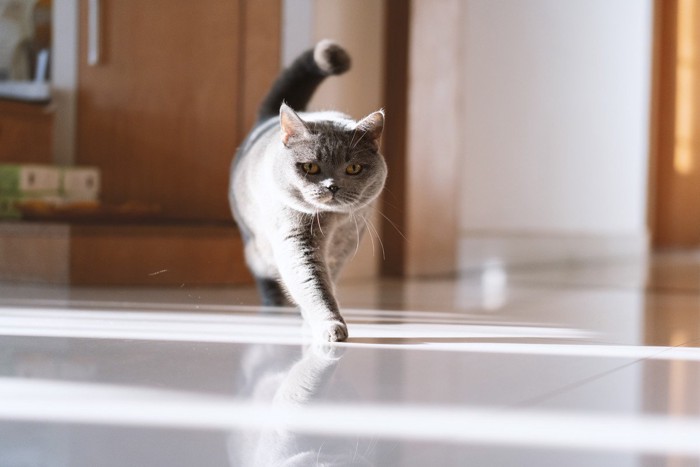 玄関に向かう猫