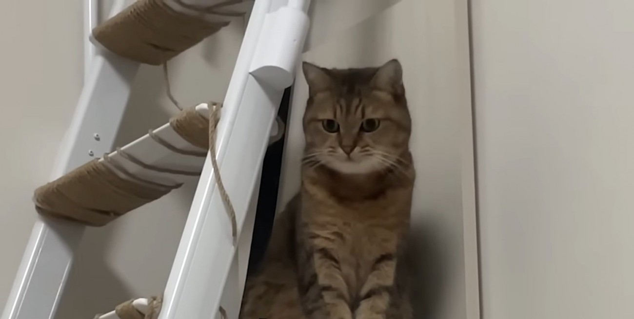おもちゃを見る猫