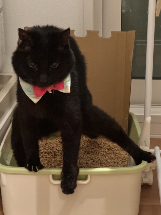 ヒーローみたいなポーズの猫