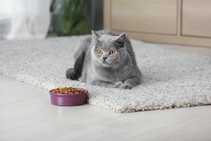 猫の食器