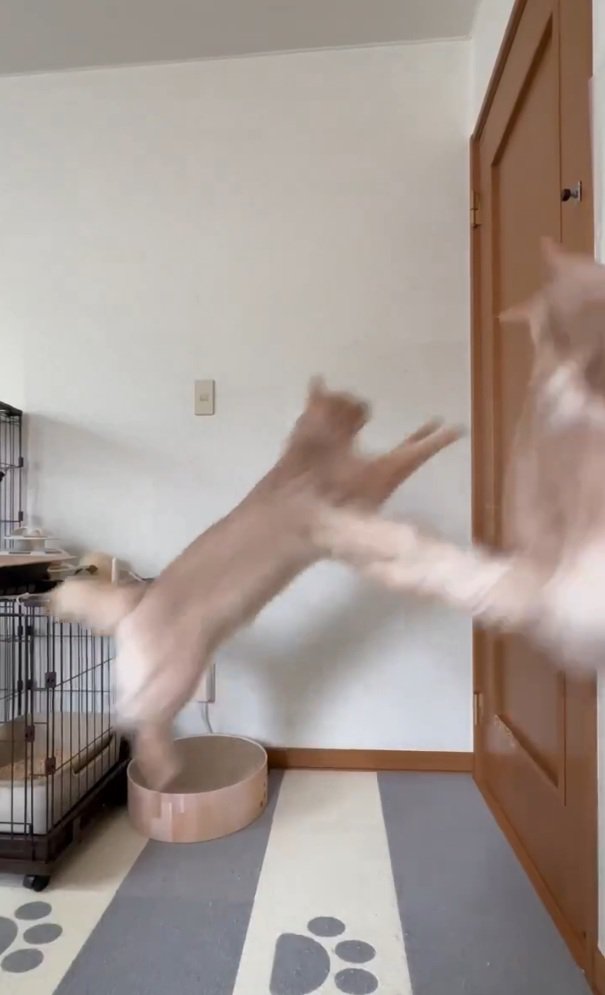 ドアに飛びつく2匹の猫
