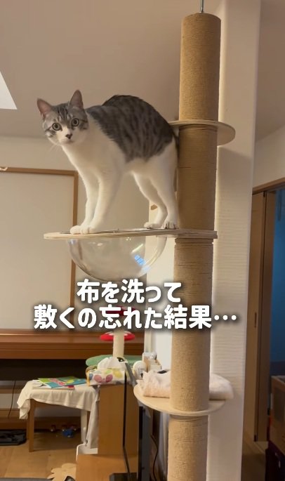 キャットタワーの上にいる猫